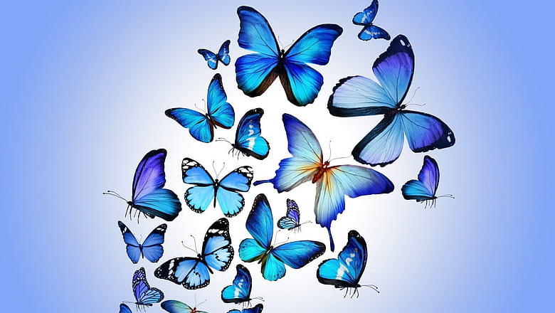 Butterfly Wallpaper