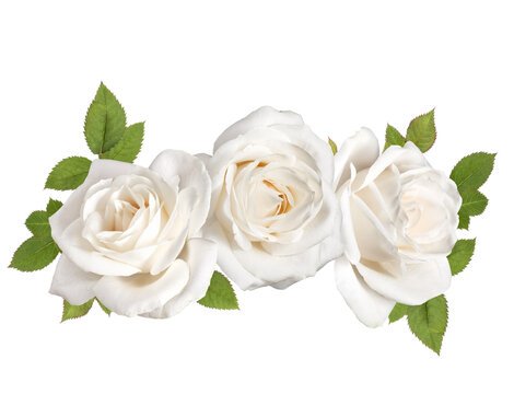 Beautiful:_Tryiaojspg= White Rose
