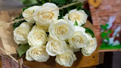 Beautiful:_Tryiaojspg= White Roses