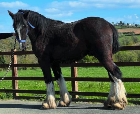 Beautiful:-K9csh-Bsas= Shire Horse
