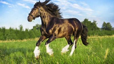 Beautiful:-K9csh-Bsas= Shire Horse