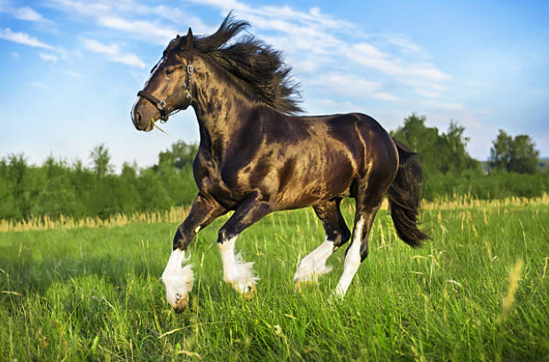 Beautiful:-K9csh-Bsas= Shire Horse