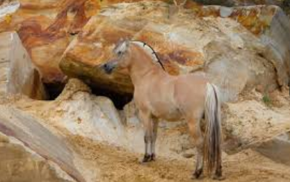 Beautiful:-Cipw9rj13u= Fjord Horse