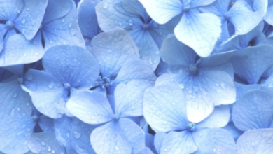 Pastel:1ptssc8oud4= Blue Wallpaper