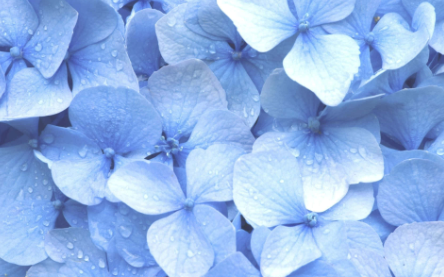 Pastel:1ptssc8oud4= Blue Wallpaper