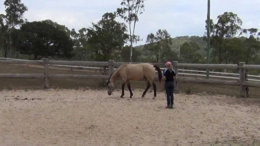 Beautiful:34irdgtcp4s= Horse