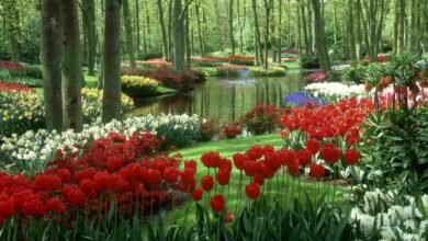 Beautiful:05qtxgbfwju= Garden