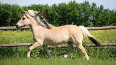 Beautiful:-Cipw9rj13u= Fjord Horse