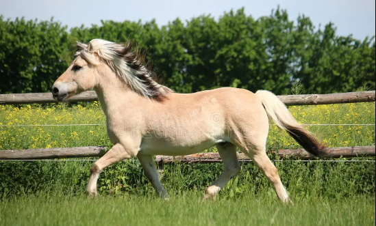 Beautiful:-Cipw9rj13u= Fjord Horse