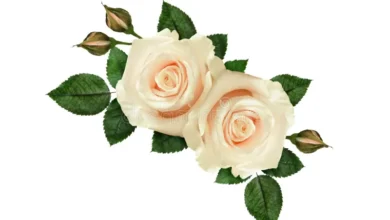 Beautiful:_Tryiaojspg= White Rose