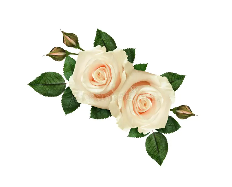 Beautiful:_Tryiaojspg= White Rose