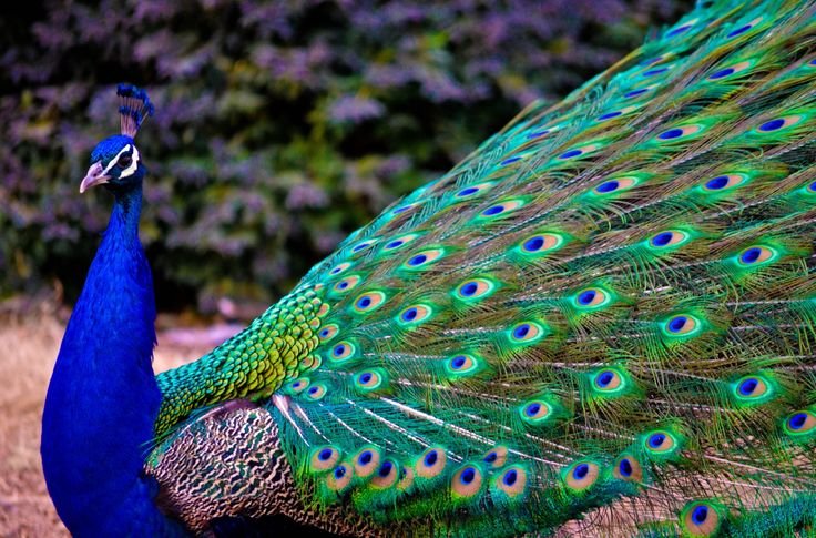Beautiful:9kuekgvkatg= Peacock Images