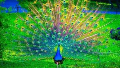 Beautiful:9kuekgvkatg= Peacock Images