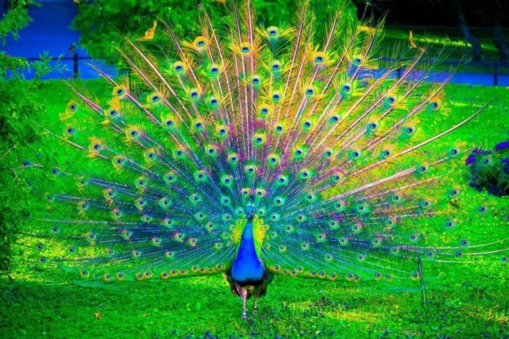 Beautiful:9kuekgvkatg= Peacock Images