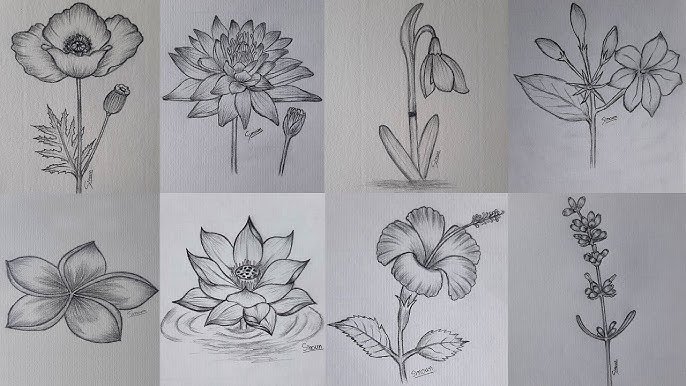 Beautiful:1qk6taauoqk= Easy Simple Flower Pencil Drawing